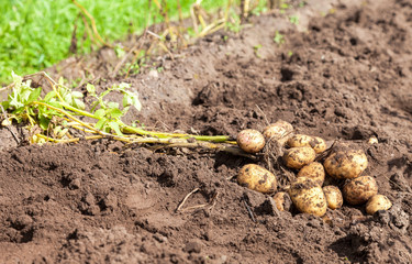Freshly dug organic potatoes on the field in sunny day