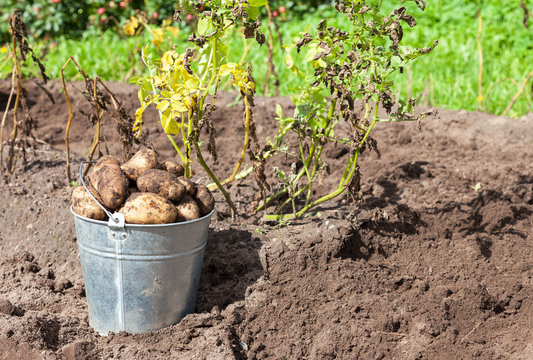 Freshly dug potatoes in metal bucket on the field in sunny day