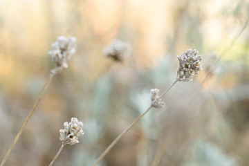 Vertrockneter Lavendel im Winter