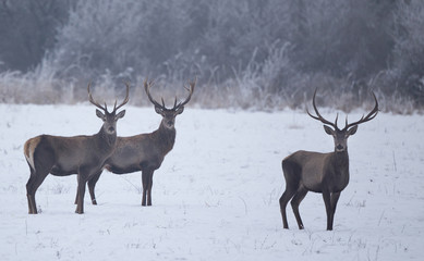 Red deers in snow