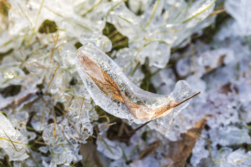 Frozen leaf on an icy detail landscape