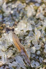 Winter landscape close up detail with a frozen leaf on an icy grass field