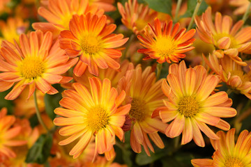 Orange chrysanthemum flower