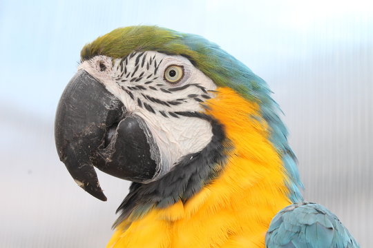 beautiful  parrot 