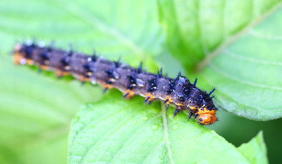 Fototapeta premium a caterpillar eating a leaf