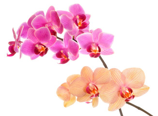Naklejka na ściany i meble Phalaenopsis orchid isolated on white