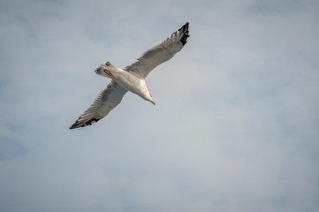 Seagull fly