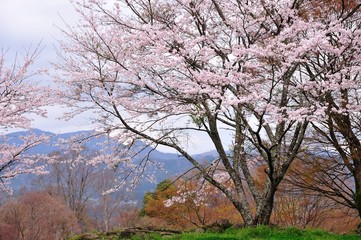 Obraz premium 岡城の桜