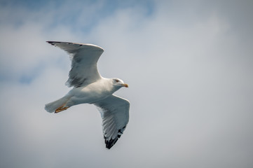 Seagull fly