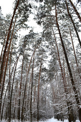 Winter forest