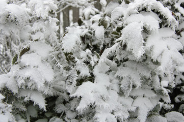 Rosebush under the Snow