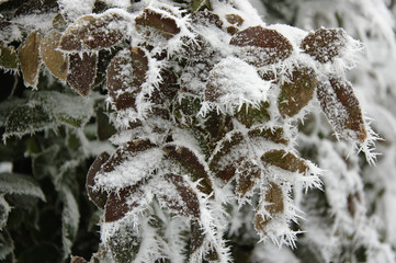 Rosebush under the Snow