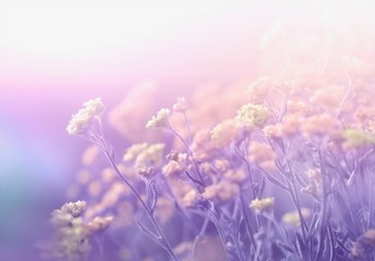 Abstract floral spring summer natural template border with beautiful soft blurred lilac purple tones background sunlight. Wild campestral flowers on meadow. Dreamy gentle air artistic image.