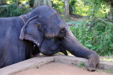 Elephant from the island of Ceylon.