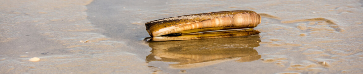 Amerikanische Schwertmuschel 