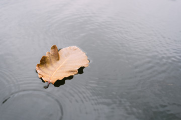 Obraz na płótnie Canvas The leaves float on the water
