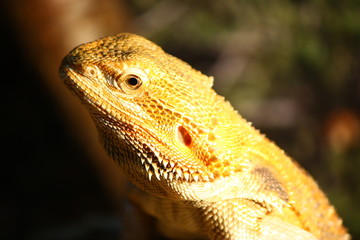 Obraz premium Ящерица