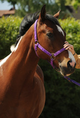 Brauner Western Pferd