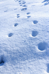 Animal traces in fresh loose snow