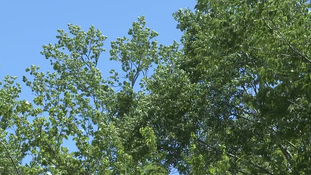 Spring winds rustle leaves on trees