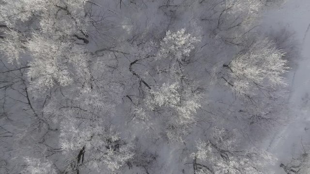 Winter forest, flying over the trees studded with frost Aeria 4k video