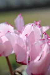 可憐なシクラメン