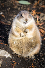 後ろ足だけで立つプレーリードッグ