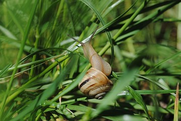 Snail in the grass