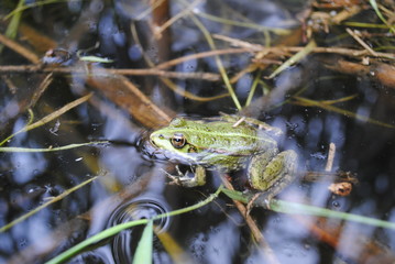 Frog in the lake