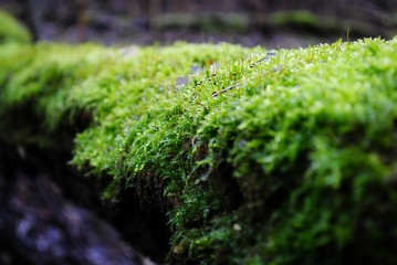 tree all covered with moss