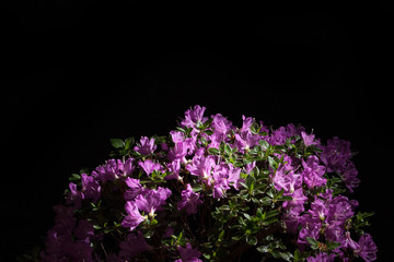 Japanese azalea pink flower on a black background