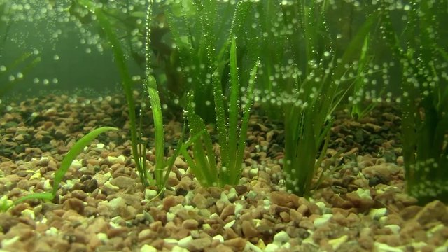 Aquarium Plants And Air Bubbles In Water