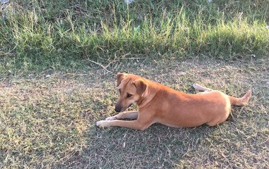 dog on nature
