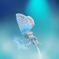 Fototapeta premium Beautiful tender delicate butterfly on a clean blue background close-up macro on a flower dandelion in spring on a beautiful blurred background. Dreamy romantic extraordinary artistic image.