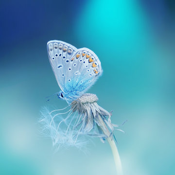 Fototapeta Beautiful tender delicate butterfly on a clean blue background close-up macro on a flower dandelion in spring on a beautiful blurred background. Dreamy romantic extraordinary artistic image.