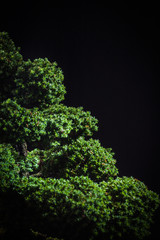 bonsai Chamaecyparis pisifera'Squarrosa dumosa' on a black background