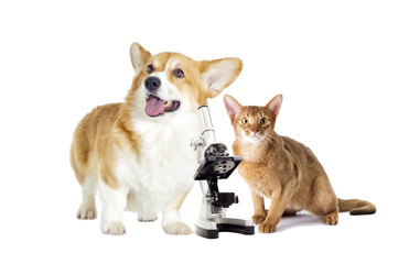 dog and cat on a white background