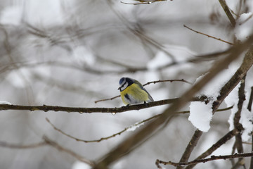 Blue tit on a wet branch