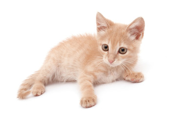 Obraz premium Kitten