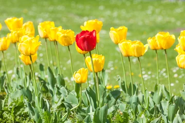 Poster de jardin Tulipe Yellow tulip field in spring