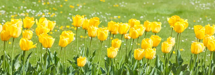 Crédence de cuisine en verre imprimé Tulipe Yellow tulip field in spring