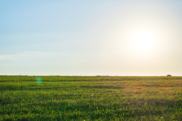 Obraz premium Background photography of bright lush grass field under blue sunny sky. Outdoor countryside meadow nature. Rural pasture landscape.