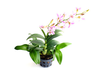 beautiful pink orchid flower bud isolated on white background