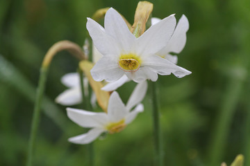 Obraz premium Fowers are white daffodil with dew closeup. Nature