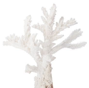 white small isolated coral isolated branch