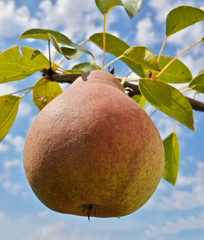 Beautiful ripe tasty pear and cloudy blue sky