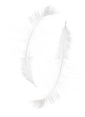 two white isolated long peacock feathers