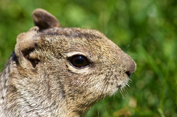 Chipmunk close up