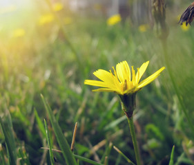 Beautiful wild yellow flower among green grass