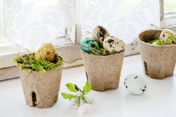 Home Decor colorful Easter quail eggs with spring cherry flowers and moss in small garden pots over white windowsill with day light window and curtain as background. Rustic style. 